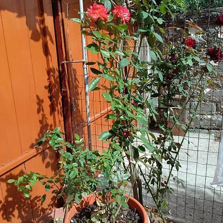 Dom wakacyjny Sermi's House *